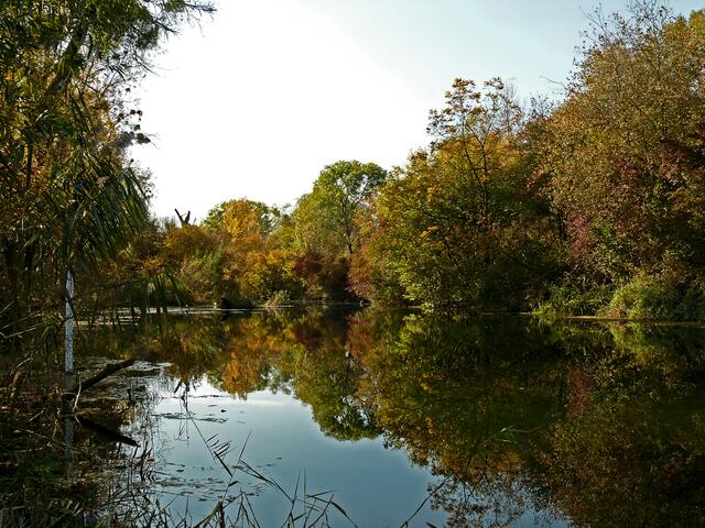 Das Bauerngrundwasser ist ein Altarm des Rheins, der einen Teil der Insel  durchquert.  | Foto: Alfred Schramm