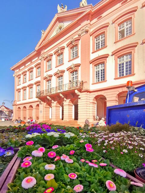 Vor dem Rathaus sind die Beete mit Frühlingslumen bestückt. | Foto: Stadt Gengenbach