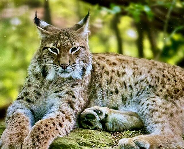 Nah dran: Für Fans der Naturfotografie gibt es erhöhte, getarnte Stände, um schöne Bilder der fast wild lebenden Tiere wie den Luchs einzufangen. | Foto: Daniel Basler