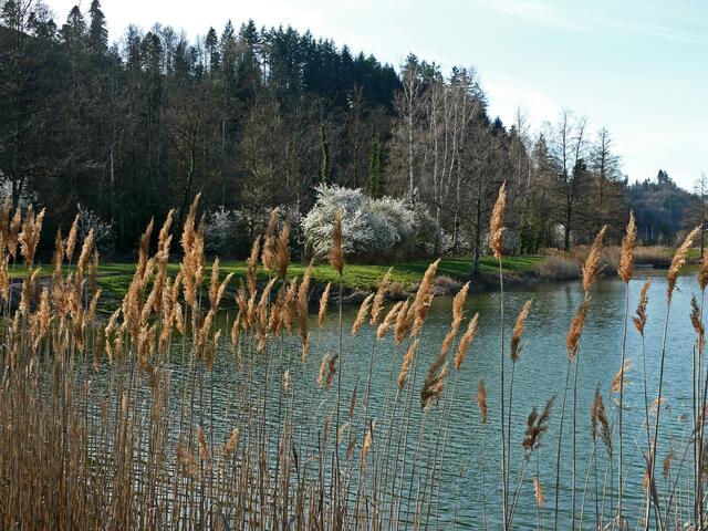 Schlehdornbüsche am Baggersee. | Foto: Alfred Schramm
