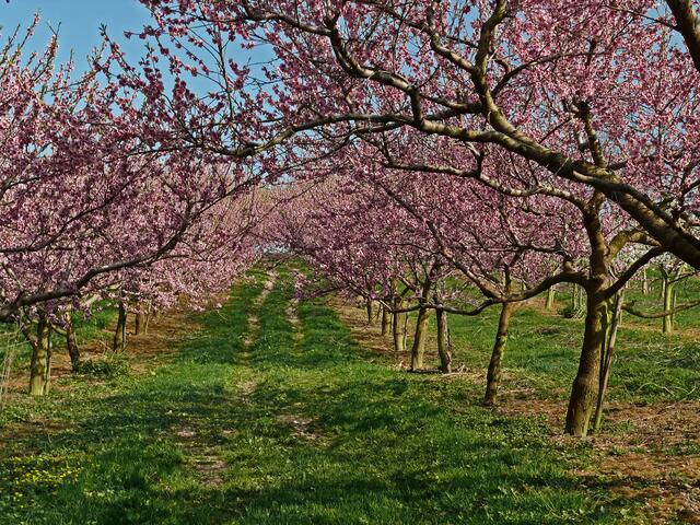 Ein Meer von Pfirsichblüten. | Foto: Alfred Schramm