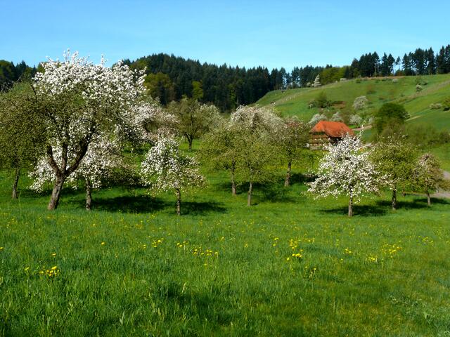 Baumblüte in Wingerbach. | Foto: Alfred Schramm