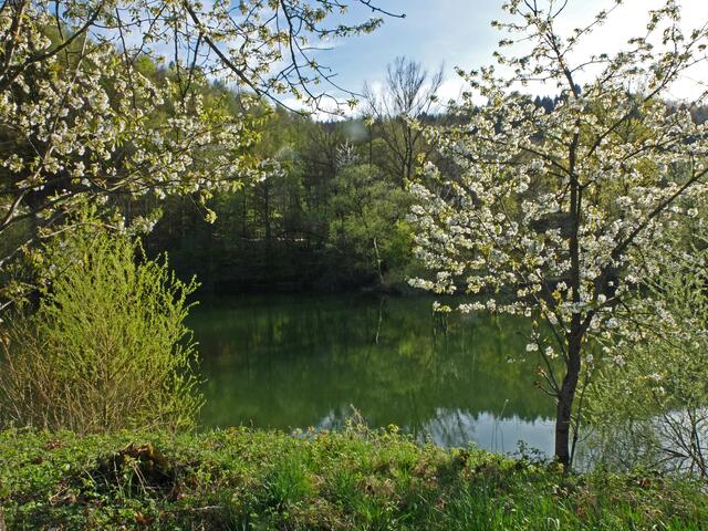 Kleiner Teich bei Zunsweier. | Foto: Alfred Schramm