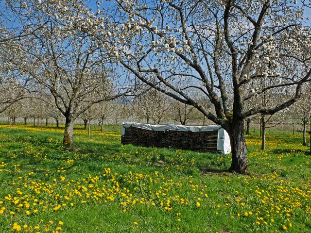 Kirschbaumblüten bei Mösbach. | Foto: Alfred Schramm