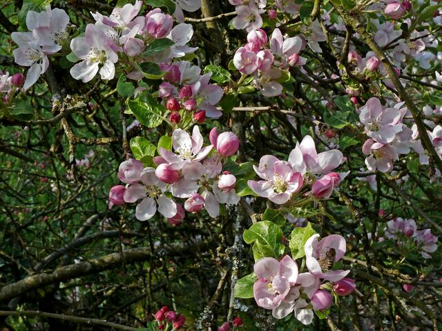 Blüten am Apfelbaumzweig. | Foto: Alfred Schramm