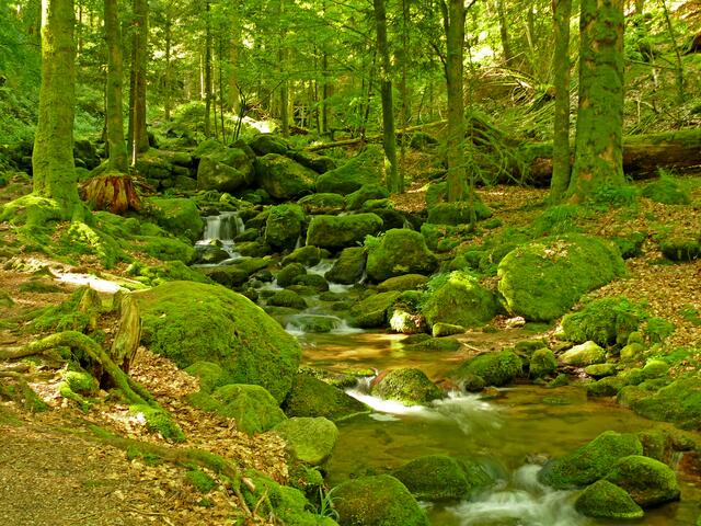 Wo der Wildbach rauscht, findet man solche Motive.  | Foto: Alfred Schramm