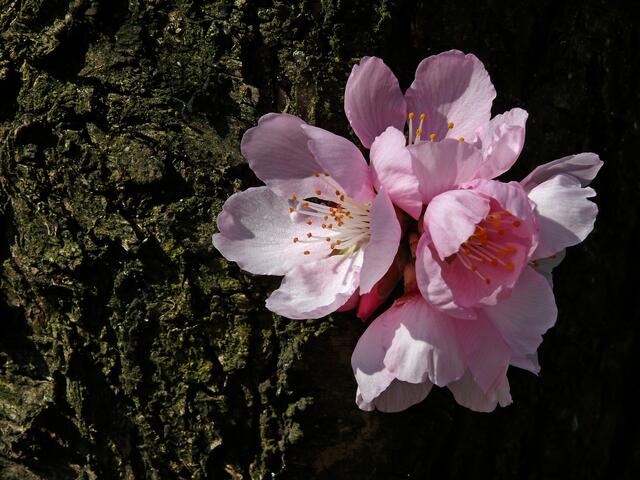 Nicht am Zweig erblüht, sondern am Baumstamm. | Foto: Alfred Schramm