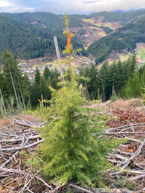 Wie unter anderem Douglasie und Lärche gelten auch Libanonzedern zu den trockenresistenten Baumarten, die in der Ortenau gepflanzt werden, um die Wälder zukunftsfähig zu machen und möglichst klimatolerant zu gestalten.  | Foto: LRA Ortenaukreis/Markus Schätzle