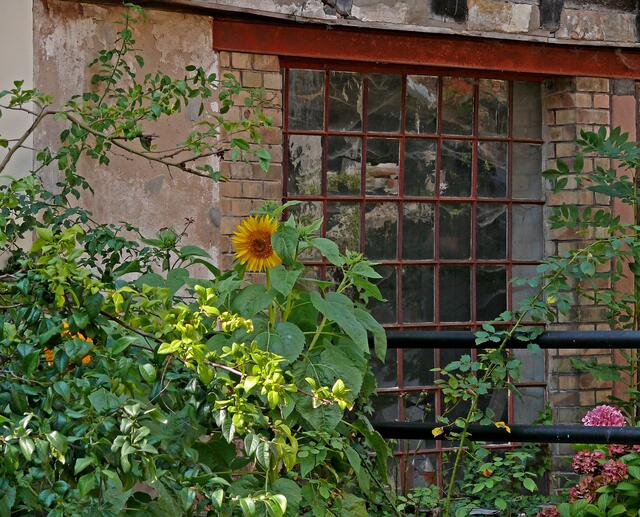 Fenster, einer am Fluss "La Lauter" gelegenen alten Werkstatt im elsässischen Wissembourg.  | Foto: Alfred Schramm