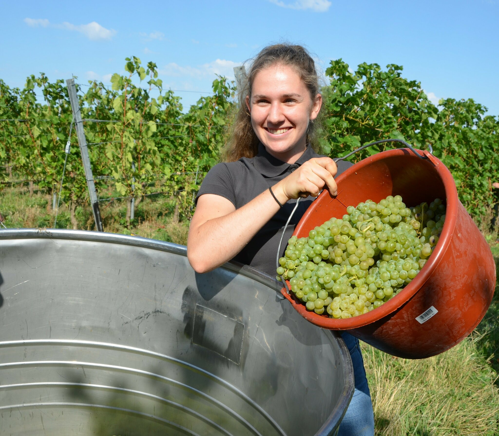 Eröffnung der Weinlese in Baden 2.000 Kilo Findlingtrauben geerntet