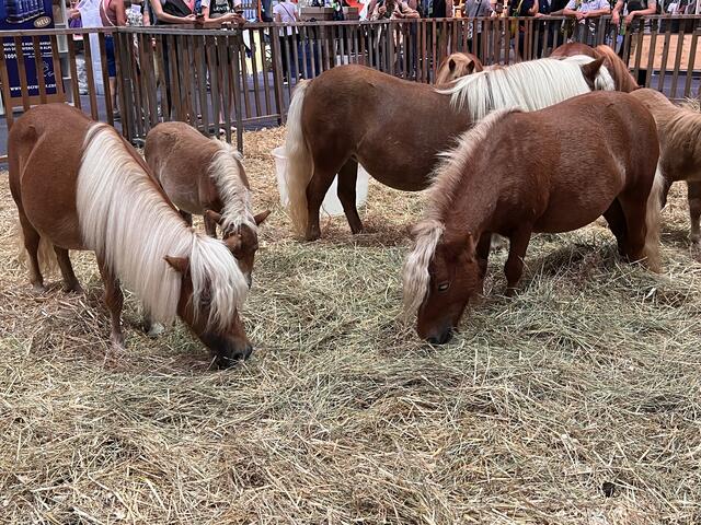 Foto: Isabel Obleser