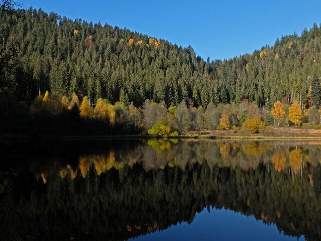 Der Wald spiegelt sich im Sankenbachsee. | Foto: Alfred Schramm