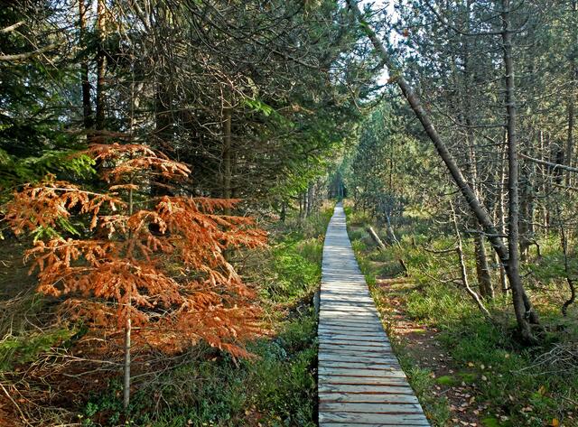 Auch hier ging es zunächst auf dem Holzweg zum angeblich sagenumwobenen Blindensee. Es gibt mehrere Sagen um den kleinen Moorsee. Einer nach, soll ein Bauer mit seinem Ochsengespann ins Hochmoor geraten sein. Er hatte, unterwegs dem Kirschwasser etwas reichlich zugesprochen  und war auf dem Kutschbock fast eingeschlafen. Dabei zieht der Bauer den falschen Zügel und versenkt so sein Fuhrwerk im Moor. Drei Tage später sollen sich Bauer und Ochsengespann in der Nähe von Kehl am Rhein wieder eingefunden haben. Die Menschen in ganz früherer Zeit, waren der Meinung, dass alle Gewässer mit einander verbunden sind.
 
 | Foto: Alfred Schramm