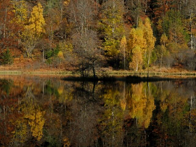 Goldfarbene Birken am See.  | Foto: Alfred Schramm