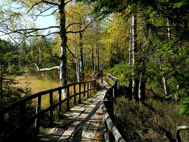 Über den Holzbohlenweg durch das Moor, zum Großen Hohlohsee.  | Foto: Alfred Schramm