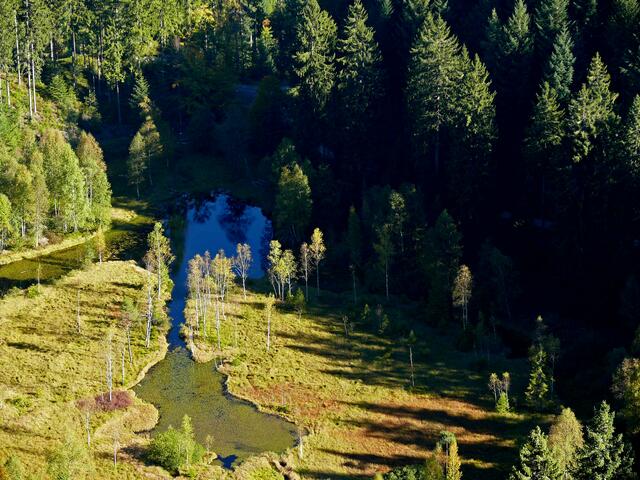 Blick auf den teils verlandeten Ellbachsee von der Aussichtplattform aus. | Foto: Alfred Schramm