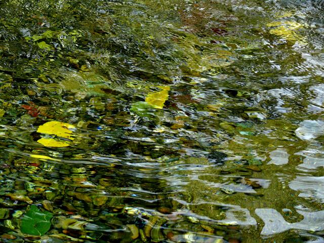 Bunte Blätter unter Wasser. | Foto: Alfred Schramm