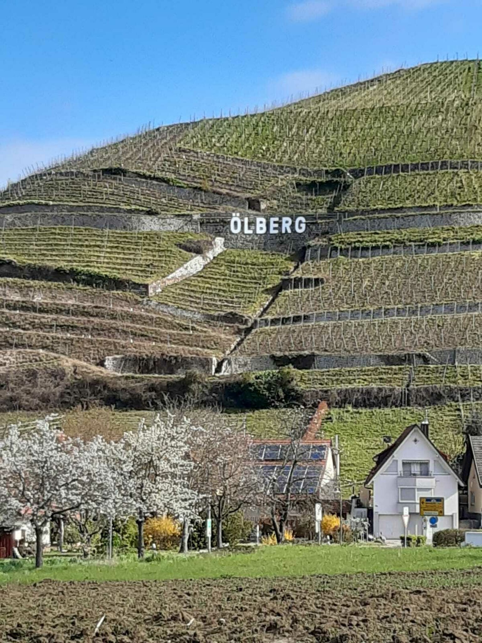 Neuer Blickfang in Durbach Hommage an die Steillage Ölberg Durbach