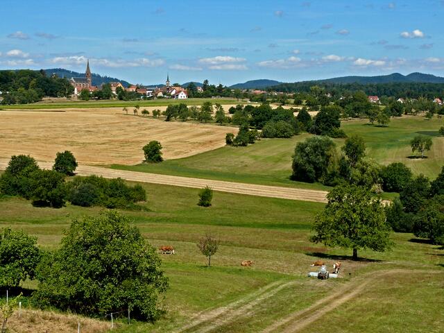 Ein Blick in Richtung Froeschwiller. Auf diesem Gelände, wo die Kühe freidlich grasen, fand die "Bataille de Froeschwiller-Woerth" statt. | Foto: Alfred Schramm