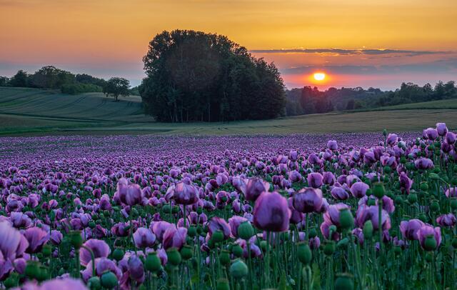 Dritte3r Platz "Blaumohnfeld im Abendlicht" von Robert Schwendemann | Foto: Robert Schwendemann