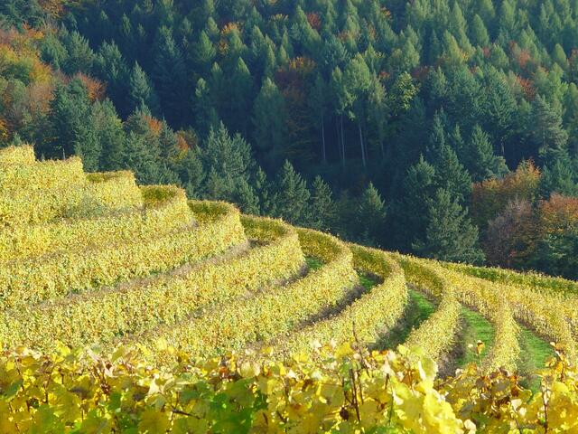 Querterassen | Foto: Oberkircher Winzer eG