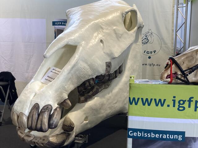 An einem überdimensionalen Modell erfahren Reiter mehr über das empfindliche Gebiss ihrer Tiere. | Foto: gro