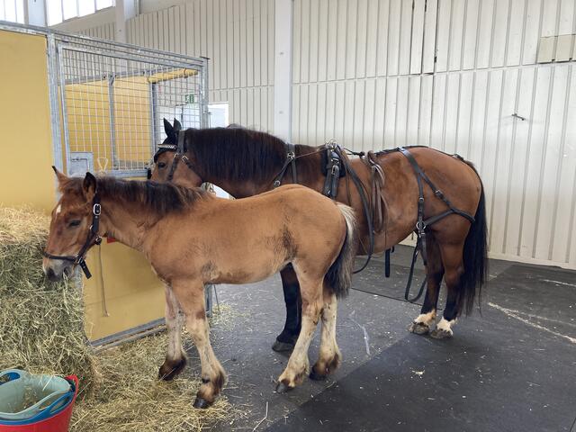 Mama muss noch arbeiten. | Foto: gro