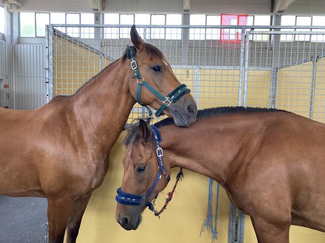 Warten auf den großen Auftritt. | Foto: gro