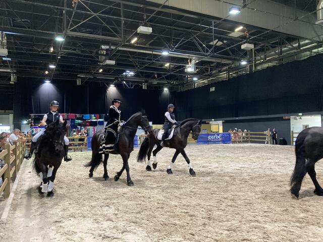 Friesenpferde beeindrucken durch ihre Größe und ihrer Leichtigkeit. | Foto: gro