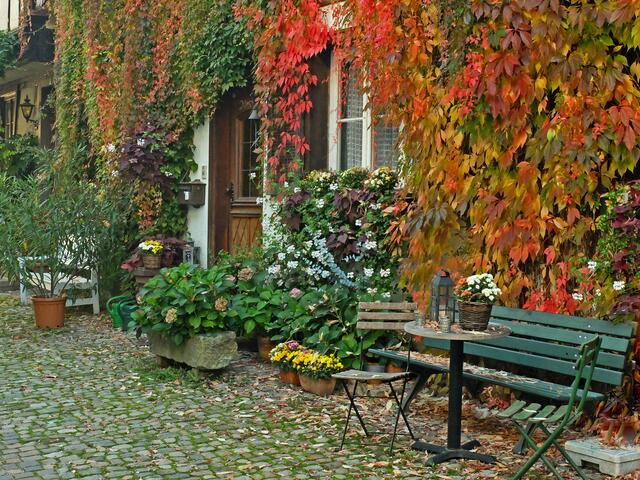 Diese vielen bunten Blätter an der Hausfassade, laden einen gerade zu ein um ein Foto davon zu machen. | Foto: Alfred Schramm