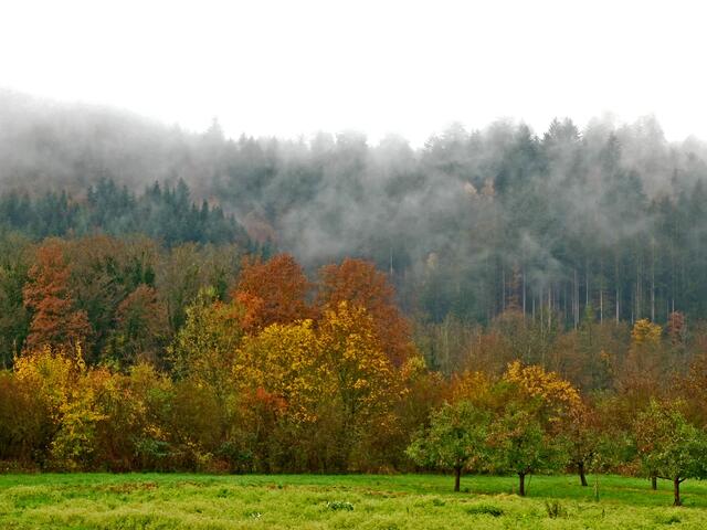 Ein Nebelschleier über dem Gengenbacher Ziegelwald.  | Foto: Alfred Schramm