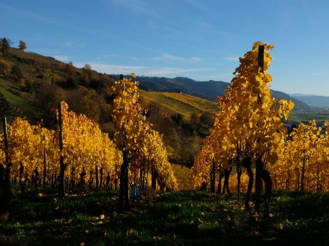 Das Leuchten der Rebstöcke.
Goldfarben strahlen die Blätter der Rebstöcke im Sonnenlicht, die unterhalb der Gengenbacher Jakobuskapelle stehen. | Foto: Alfred Schramm