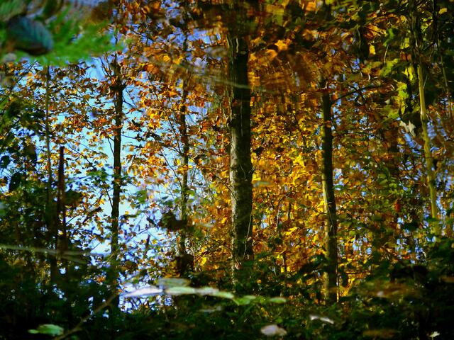 Baumstämme und deren Blätter spiegeln sich im Wasser eines kleinen Tümpels. | Foto: Alfred Schramm