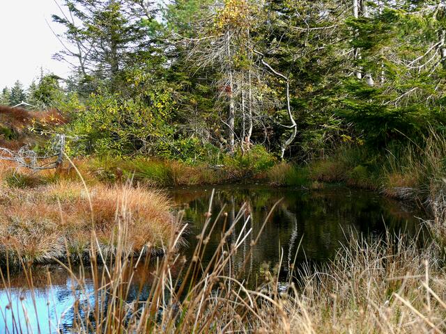 Ein idealer Ort, insbesonders im Herbst  für Landschaftsbilder, ist das Schwenniger Moos. Es ist ein Naturschutzgebiet, durch das die Europäische Wasserscheide verläuft.  | Foto: Alfred Schramm