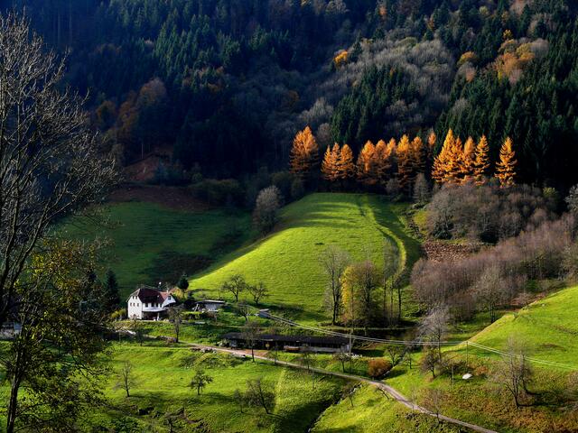 Lärchen im Sonnenlicht. Die Aufnahme entstand im Simonswälder Tal.   | Foto: Alfred Schramm