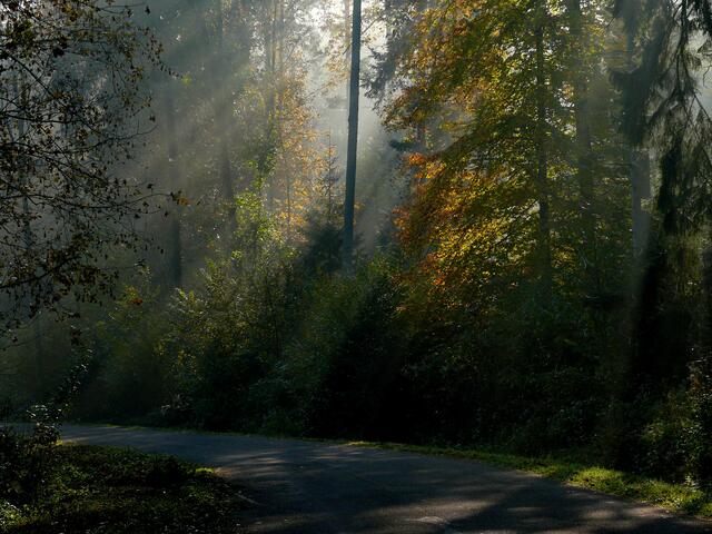Morgendliche Sonnenstrahlen (Lichtfinger) durchdringen die Bäume. | Foto: Alfred Schramm