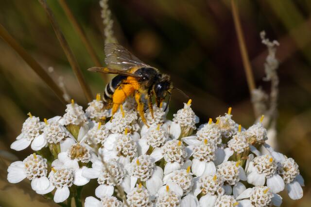 Erinnerungen an die Landesgartenschau 2018