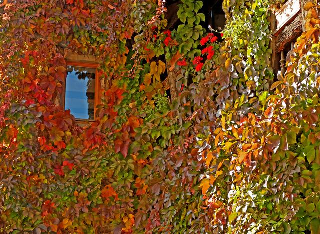 Ein mit Ranken umsäumtes Klofenschterle. | Foto: Alfred Schramm