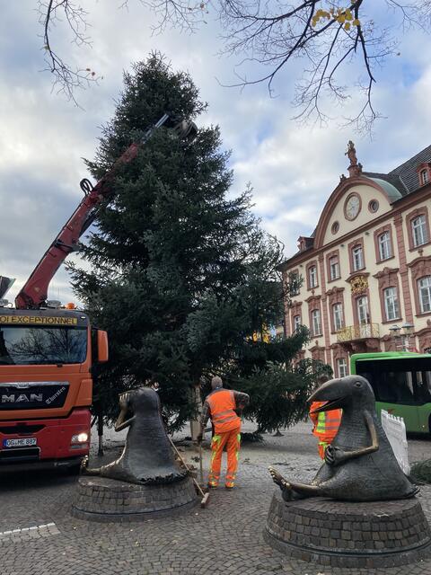 Na, steht der Baum gerade? | Foto: gro