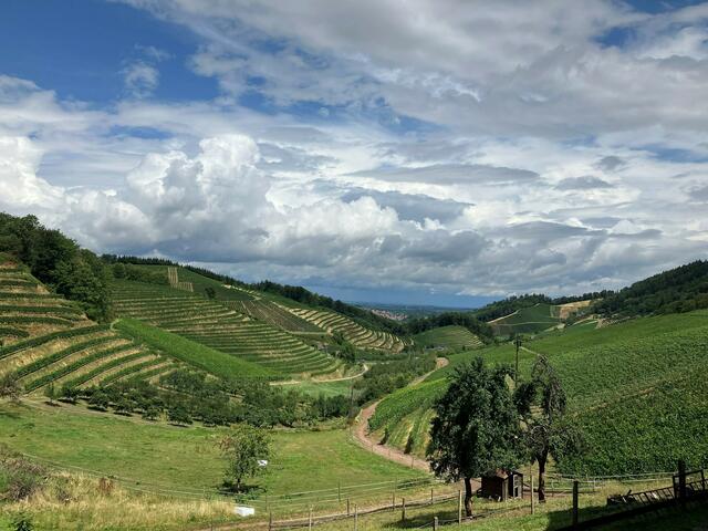 Der nördliche Teil des Kreises gehört zum Weinbaugebiet Ortenau, der Süden zum Breisgau – beide bieten tolle Weine und schöne Landschaften. | Foto: Glaser