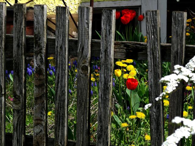Ein Blick durch den alten Zaun, in einen leicht verwilderten Garten mit Tulpen, Löwenzahn und  Traubenhyazinthen. | Foto: Alfred Schramm