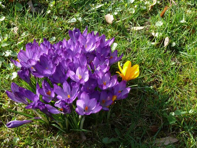 "Ein Fremdgänger" oder hat der sich bloß verirrt?
Jedenfalls sind Krokusse in ihrer Vielfalt immer ein schönes Fotomotiv! | Foto: Alfred Schramm