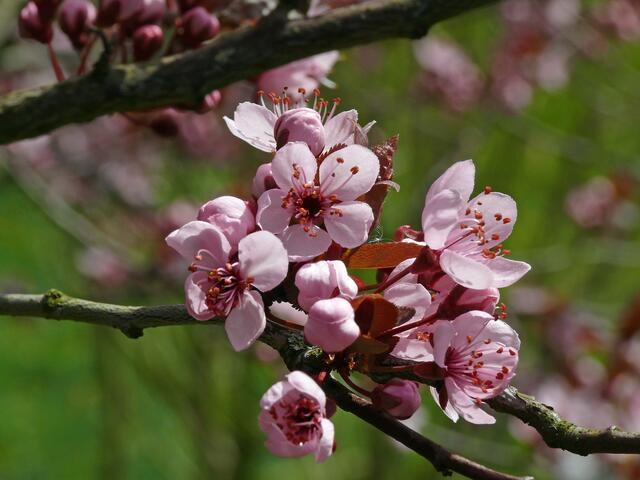 Blüten einer  „Blutpflaume.“ Blutpflaume 'Nigra' ist ein rundlich wachsender,  Kleinbaum, der eine Höhe von 5 - 7 m und Breite von ca. 3 - 6 m erreichen kann. | Foto: Alfred Schramm