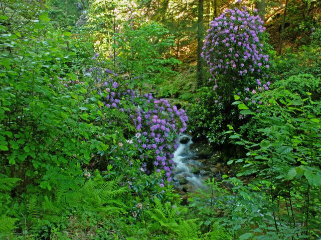 Blühende Rhododendron-Büsche im Grobbachtal. Das sollte man gesehen haben!
Siehe auch: https://www.stadtanzeiger-ortenau.de/c-freizeit-genuss/die-bluehenden-rhododendron-buesche-im-grobbachtal | Foto: Alfred Schramm
