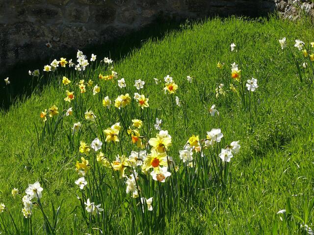 Von den Narzissen gibt es viele Arten, sowie in verschiedenen Farbtönen, wie  Gelb, Orange, Weiß, Apricot. Dennoch sind Narzissen sehr vielfältig. Sie unterscheiden sich auch ihrer Blütengröße, Blütenform, Wuchshöhe und Blütezeit. Jedenfalls sind sie immer eine Aufnahme wert. | Foto: Alfred Schramm