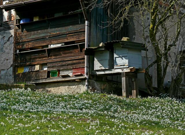 Summ, summ, summ Bienchen summ herum....
Vor den alten Bienenstöcken, ist die Wiese voll mit einer Unzahl an Schneeglöckchen. | Foto: Alfred Schramm