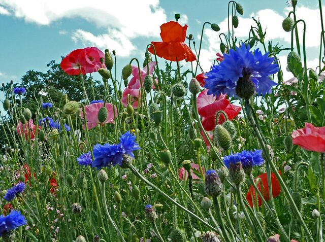 Eine bunte Blumenwiese. Auch die gibt es im Frühjahr, kurz bevor die Sommerzeit beginnt. | Foto: Alfred Schramm