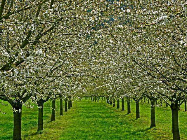 Kirschbaumblüten, soweit das Auge reicht. | Foto: Alfred Schramm