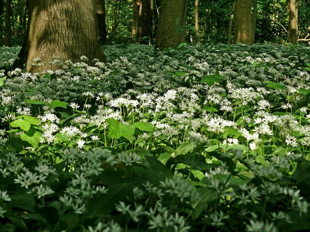 Bärlauchblüten in den Auenwälder. | Foto: Alfred Schramm