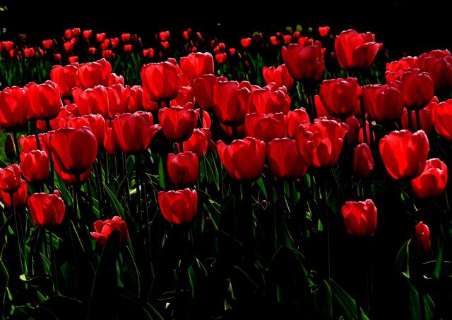 Im Frühjahr erlebt man im Lahrer Stadtpark ein Farbenspiel mit zigtausend Tulpen. 
Siehe auch Tulpenfest Lahr / Schwarzwald am 21.04.2024. | Foto: Alfred Schramm